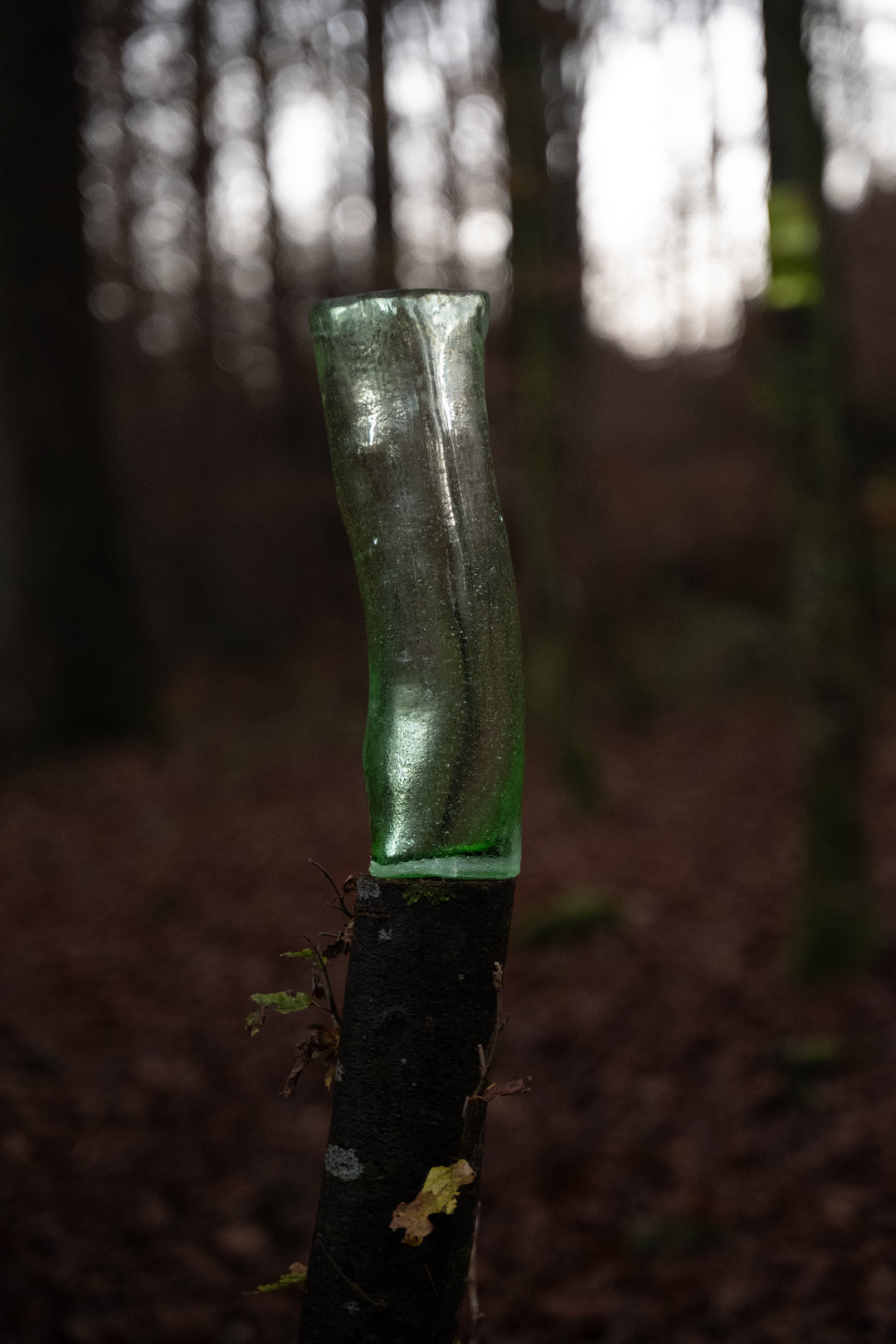 Ein Waldes Echo
